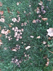 Candolleomyces candolleanus