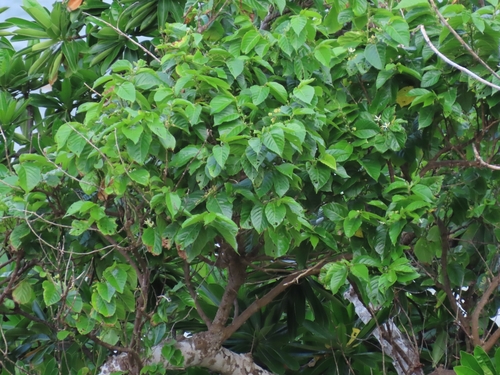 Grewia crenata observed 2023-03-12