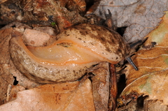 Philomycus togatus