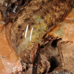 Philomycus togatus