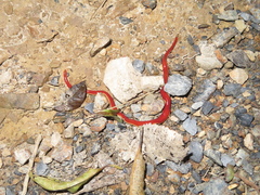 Arthurdendyus testaceus