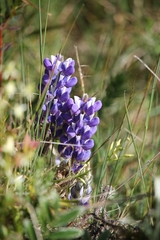 Lupinus colombiensis