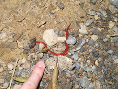 Arthurdendyus testaceus