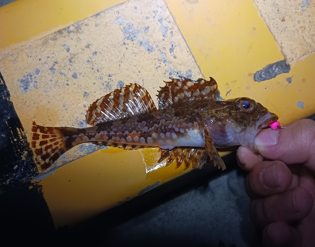 Oblong Elkhorn Sculpin