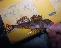 Oblong Elkhorn Sculpin photo 1