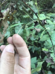 Amphicarpaea edgeworthii