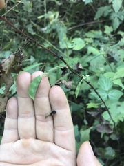 Amphicarpaea edgeworthii