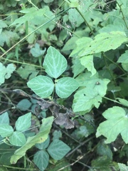 Amphicarpaea edgeworthii