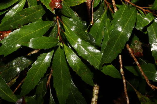 Image of Orites excelsus by (c) Greg Tasney, some rights reserved (CC BY-SA)