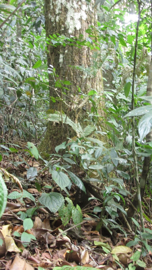 Calophyllum longifolium from Chagres, PA-PN-PA, PA-PN, PA on March 4 ...