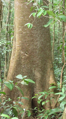 Brosimum utile - Whole tree