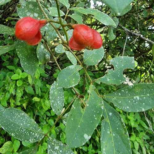Guioa pleuropteris observed 2023-02-18