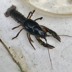 Lacunicambarus diogenes