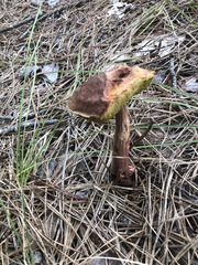 Aureoboletus projectellus