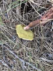 Aureoboletus projectellus
