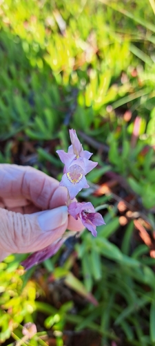 Image of Gladiolus martleyi by (c) Liezl van der Merwe, some rights reserved (CC BY)