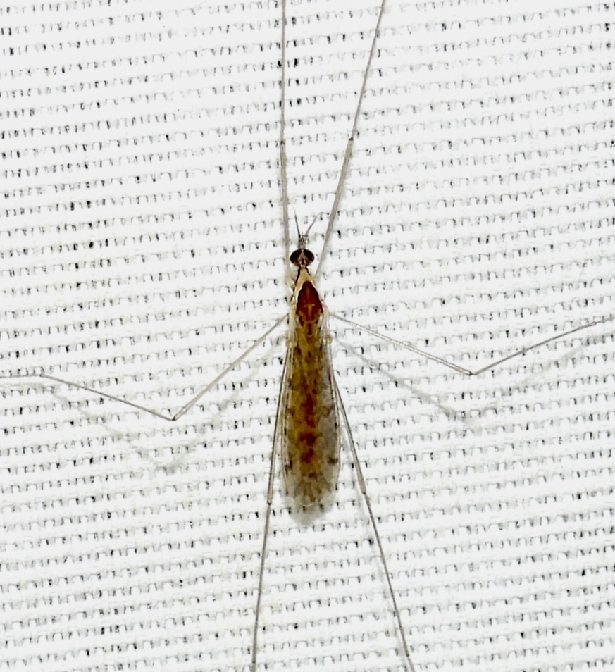 Rhipidia schwarzi