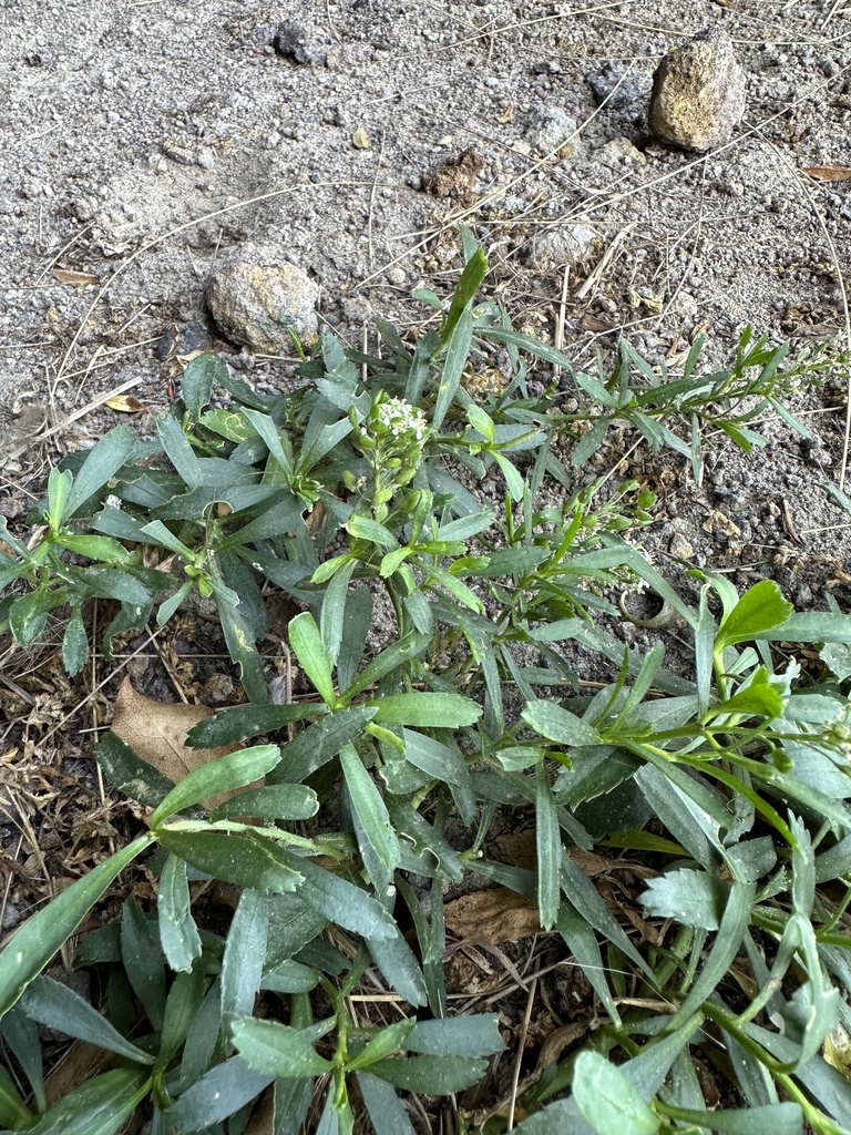 Thick-leaved Scurvy Grass in March 2023 by Nicola Baines · iNaturalist