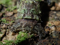 Declana floccosa