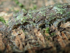 Declana floccosa