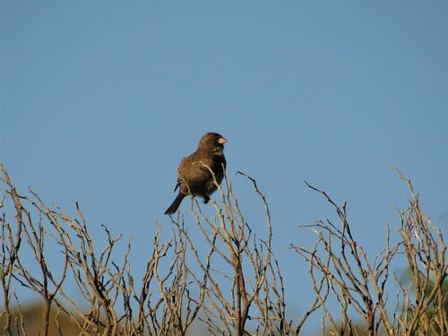 Protea Canary (Crithagra leucoptera), photo 8