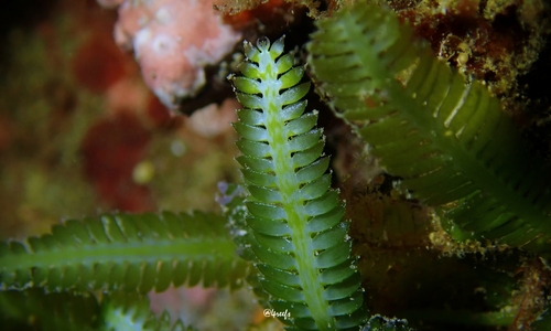 Caulerpa taxifolia observed 2022-11-19
