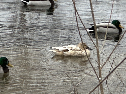 Mallard photographed in Minnesota