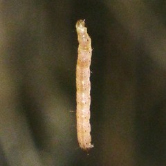 Lepidoptera