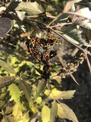 Tropidothorax sinensis
