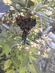 Tropidothorax sinensis