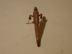 Caloptilia stigmatella