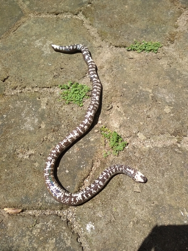 Cylindrophis subocularis