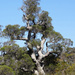 Melaleuca preissiana - Photo (c) Felix Riegel, algunos derechos reservados (CC BY-NC), subido por Felix Riegel