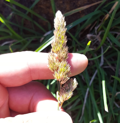 Dactylis glomerata image