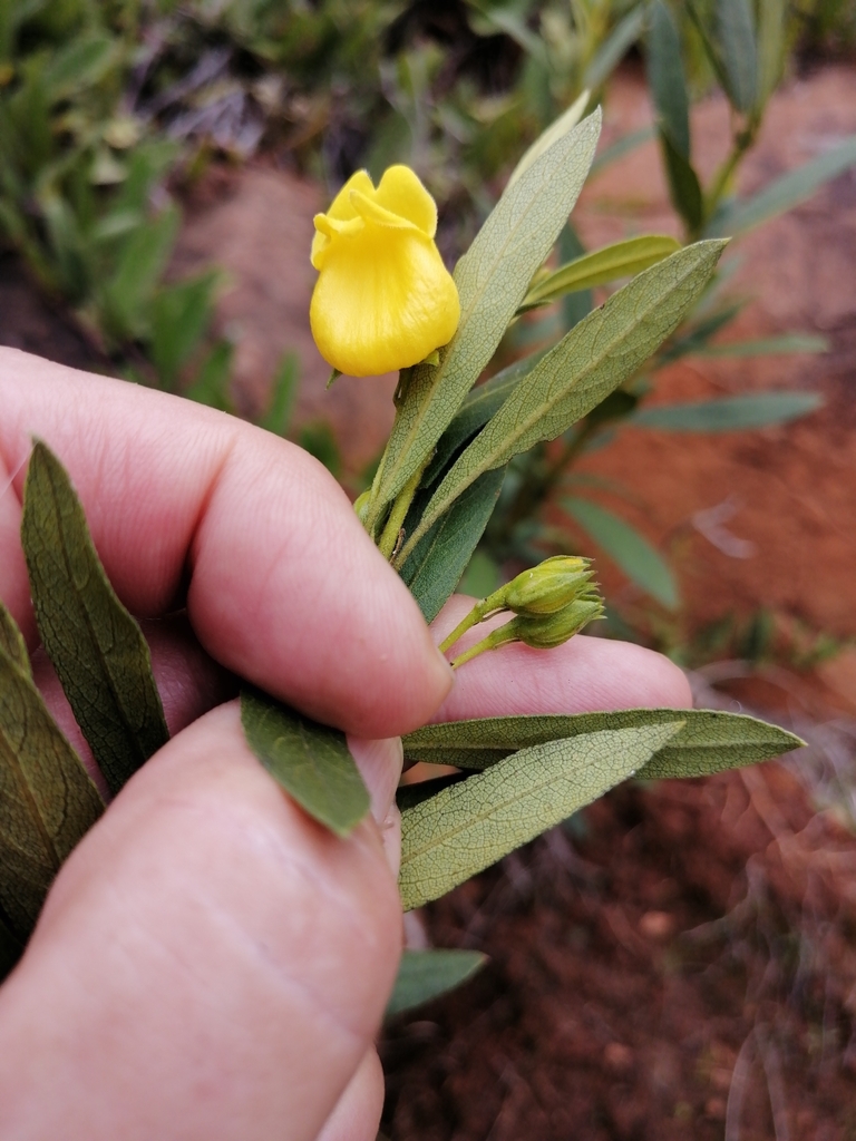 Yellow Shellflower