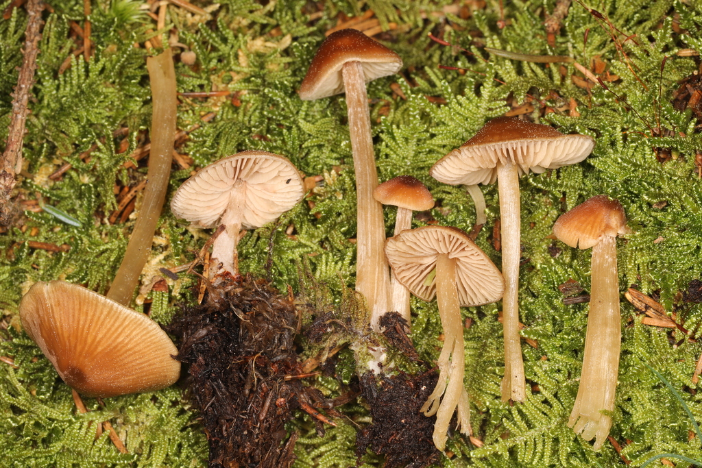 Common Gilled Mushrooms and Allies from Marienville, PA 16239, USA on ...