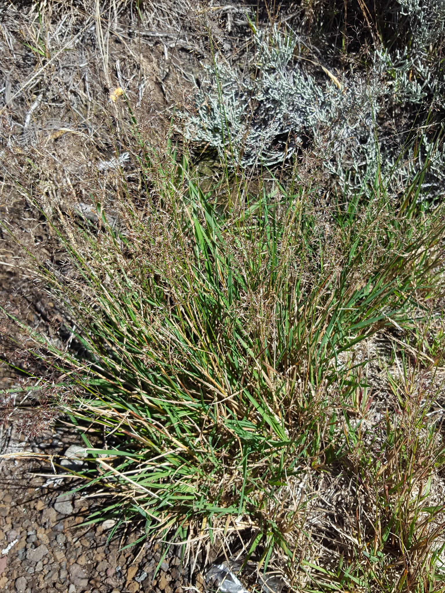(c) François Rousseu, certains droits réservés (CC BY-NC) https://www.inaturalist.org/observations/150899864