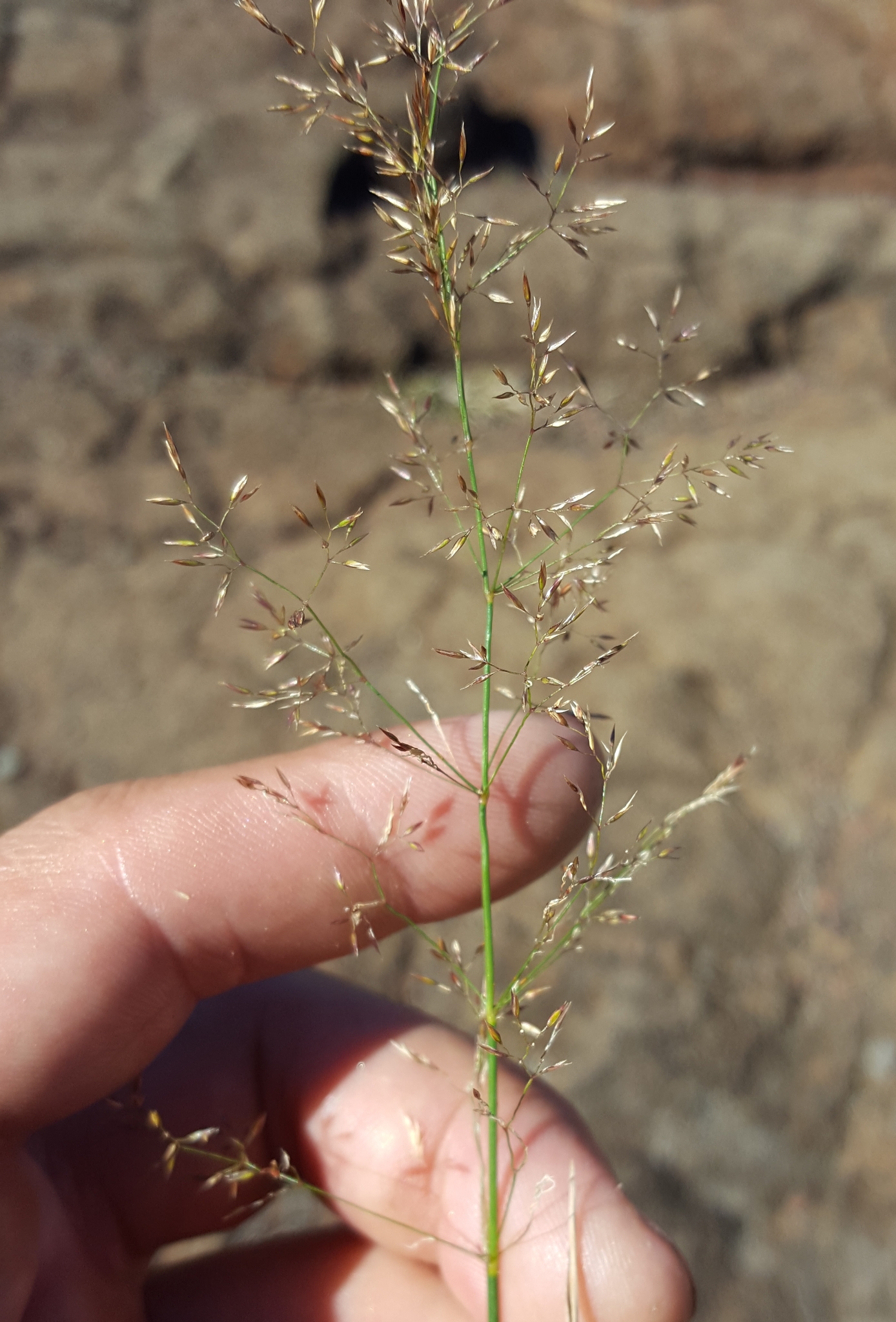 (c) François Rousseu, certains droits réservés (CC BY-NC) https://www.inaturalist.org/observations/150899864
