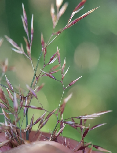 Agrostis stolonifera image