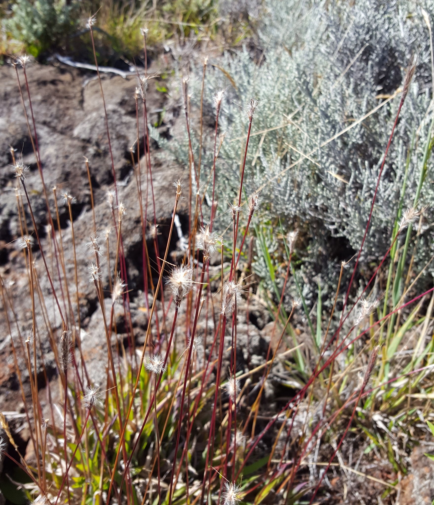 (c) François Rousseu, certains droits réservés (CC BY-NC) https://www.inaturalist.org/observations/150899867