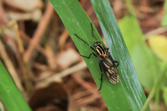 Odontosabula