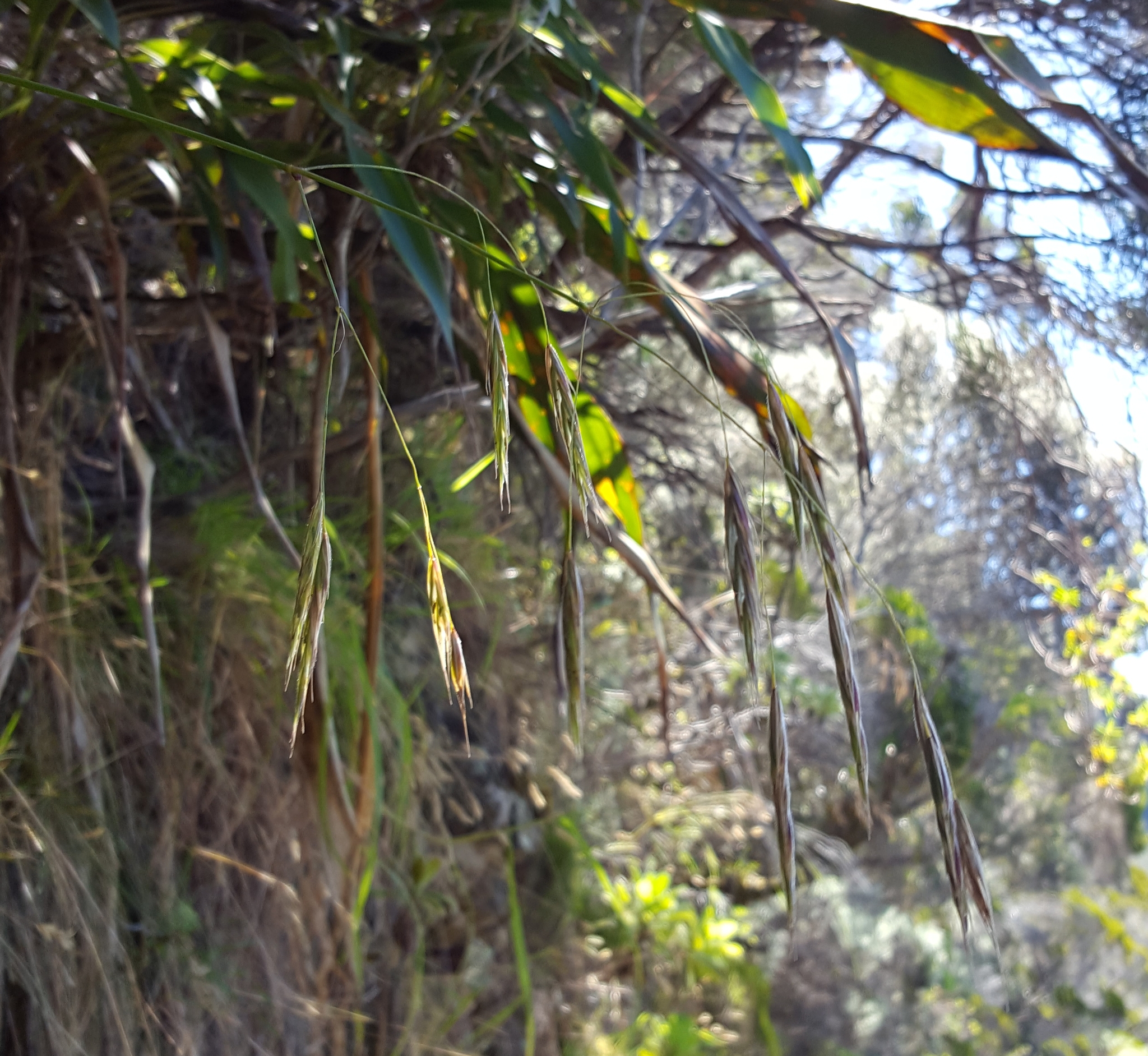 (c) François Rousseu, certains droits réservés (CC BY-NC) https://www.inaturalist.org/observations/150899876