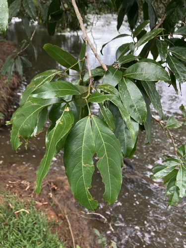 Zygia longifolia - Leaves