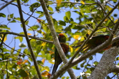 Aratinga auricapillus