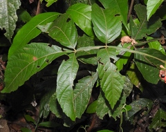 Paullinia