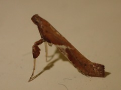 Caloptilia stigmatella