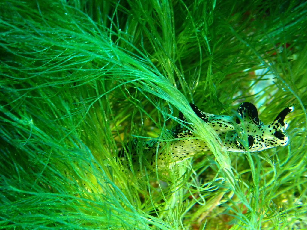 Elysia nigropunctata