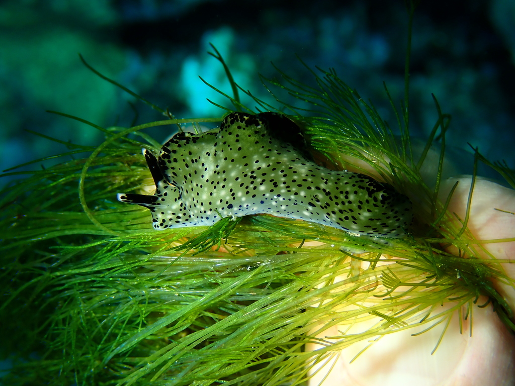 Elysia nigropunctata