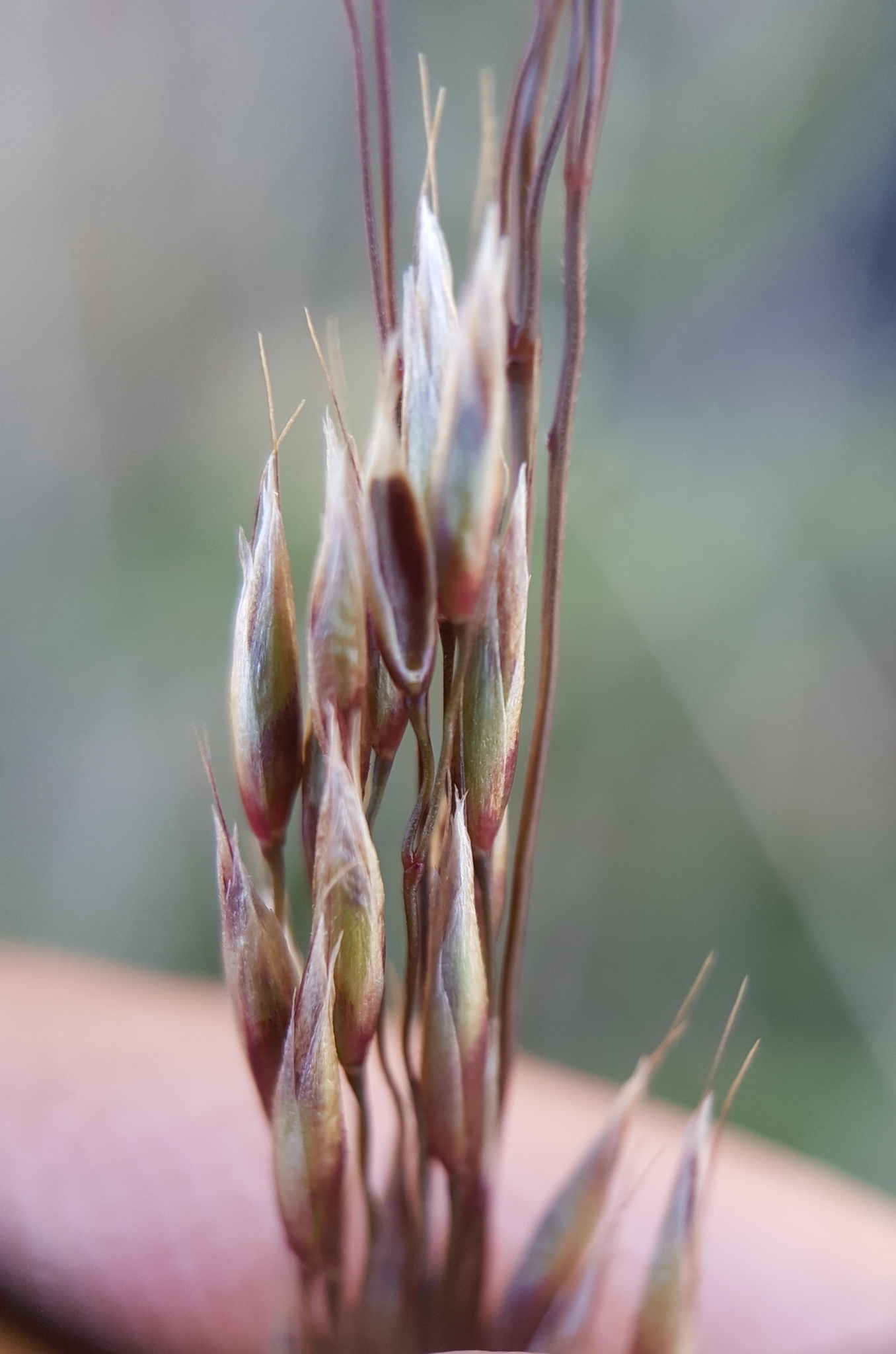(c) François Rousseu, certains droits réservés (CC BY-NC) https://www.inaturalist.org/observations/150900496