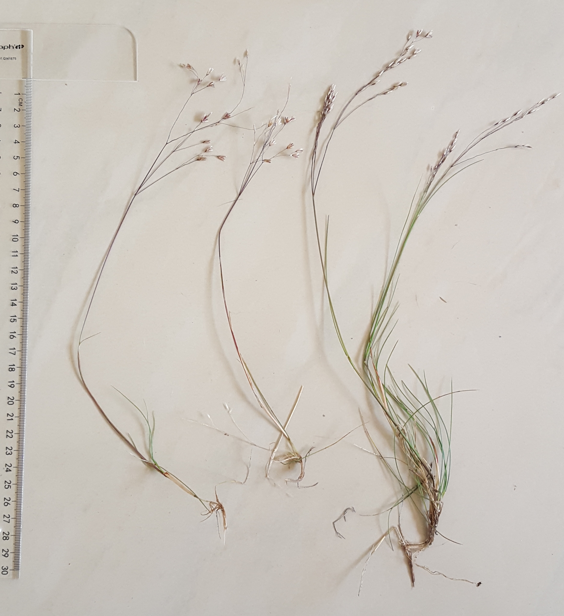 (c) François Rousseu, certains droits réservés (CC BY-NC) https://www.inaturalist.org/observations/150900496
